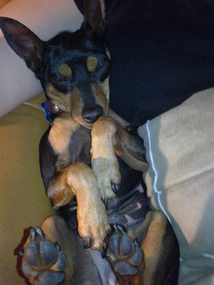 Dvaergpinscher Damgaards Licky Lady - Nat nat folkens <3 billede 7