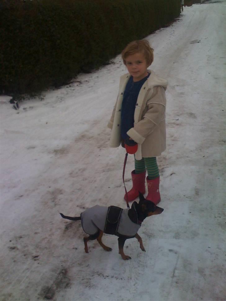 Dvaergpinscher Damgaards Licky Lady - Min kusine Laura luft min lille hund billede 8