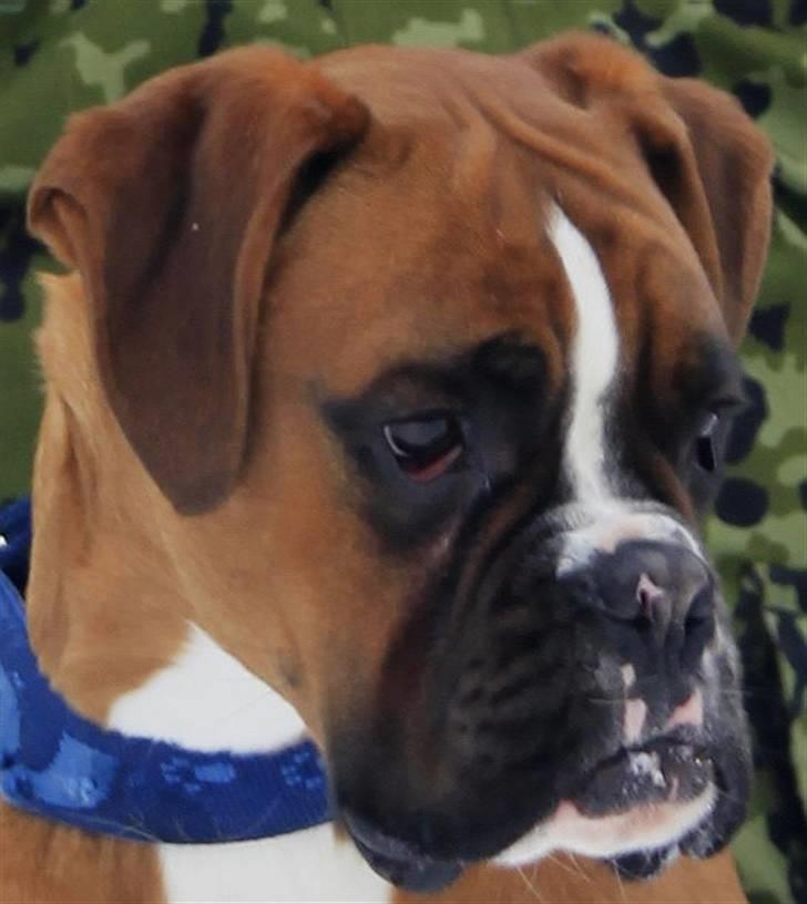 Boxer Troica´s gaucho - Koda billede 6