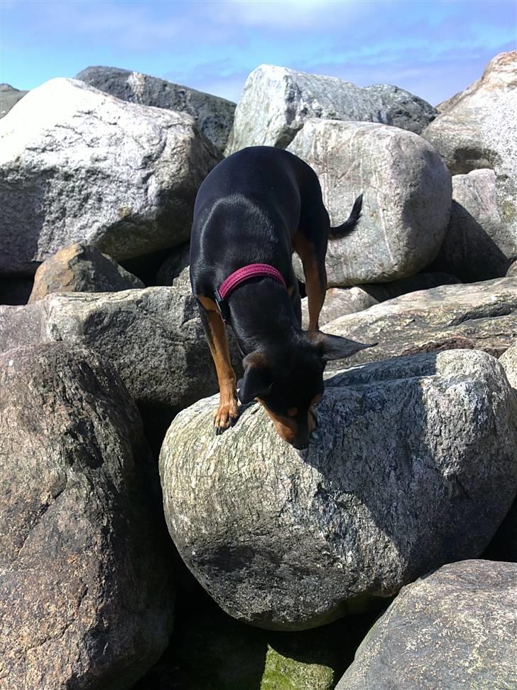 Dvaergpinscher Damgaards Licky Lady - Uh ha nej jeg lide sådan af højte skræk billede 10