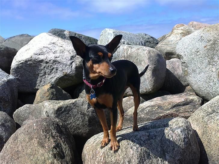 Dvaergpinscher Damgaards Licky Lady - Er vi dog ikke snart færdige med det billede pjat der billede 11