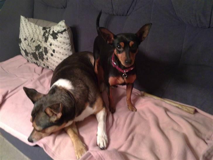 Dvaergpinscher Damgaards Licky Lady - Licky sammen med sin nye veninde Mamma <3 billede 12