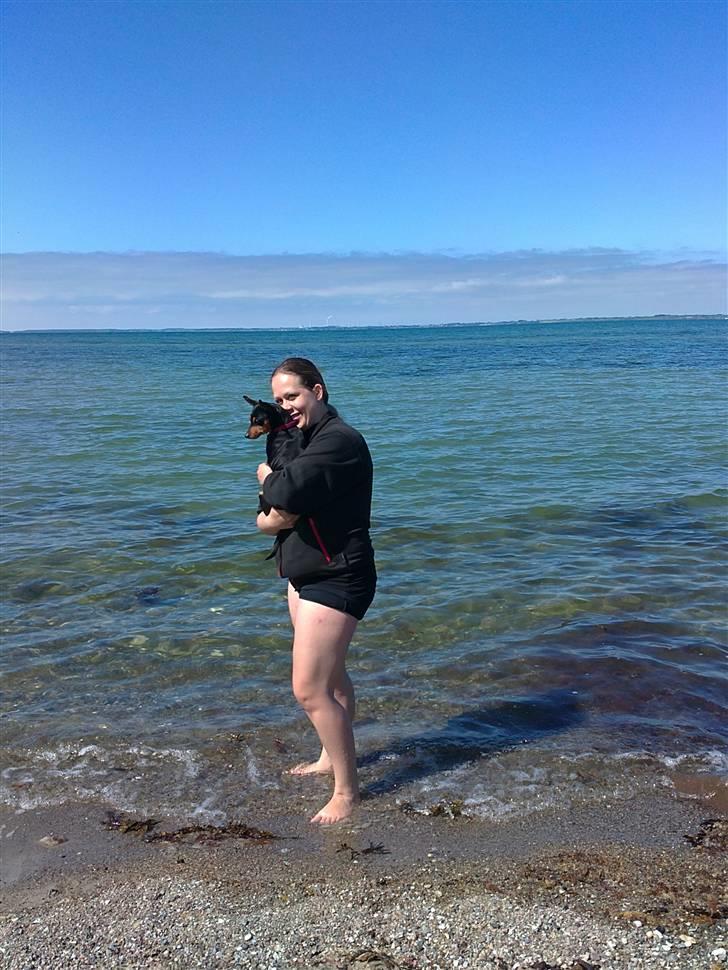 Dvaergpinscher Damgaards Licky Lady - Sætter du mig i det vand, snakker jeg aldrig mere med dig ;D billede 13