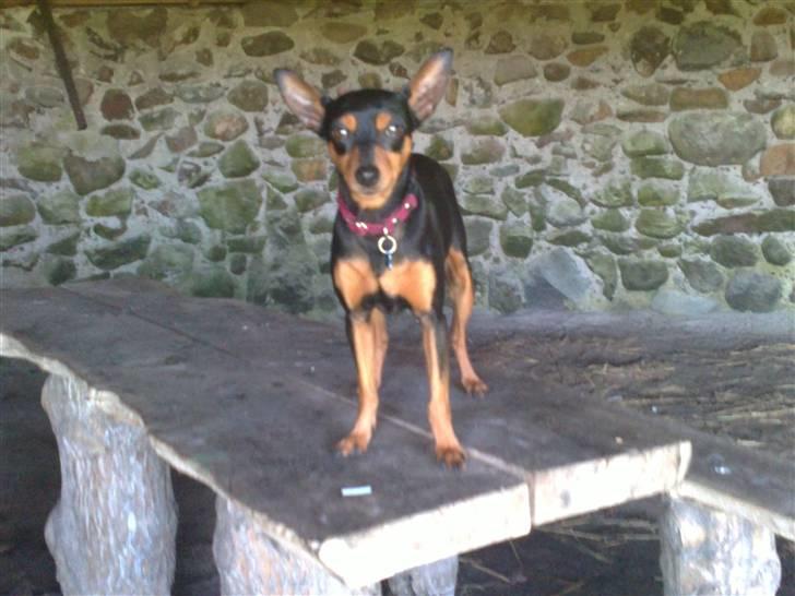 Dvaergpinscher Damgaards Licky Lady - Endelig lidt skygge, men hov Licky du er da vidst hoppet på bordet billede 15