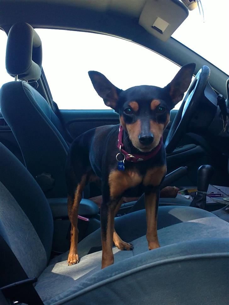 Dvaergpinscher Damgaards Licky Lady - Nu vil jeg hjem, alt for meget eventyr på en dag. I hvert fald efter Lickys smag <3 billede 16