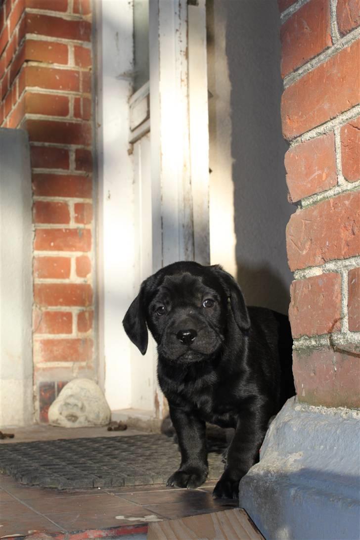 Blanding af racer Amadeus billede 2