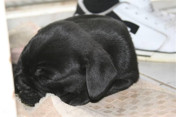 Blanding af racer Amadeus - Snupper lige en lur i søsters sutsko billede 4