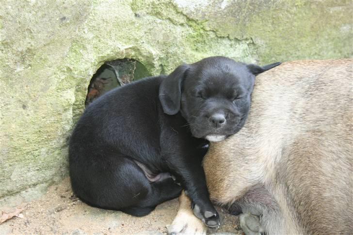Blanding af racer Amadeus - Man skal sove for at blive stor og stærk billede 5