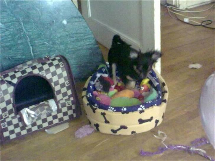 Chihuahua Cookie TAR IKKE IMOD UDFO - Cookie rydder op, og alt legetøjet skal self.være i den mindste kurv hun har inde i stuen ;o) billede 7