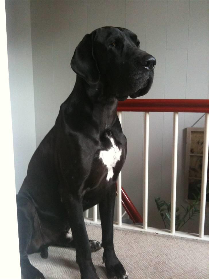 Grand danois samson billede 1