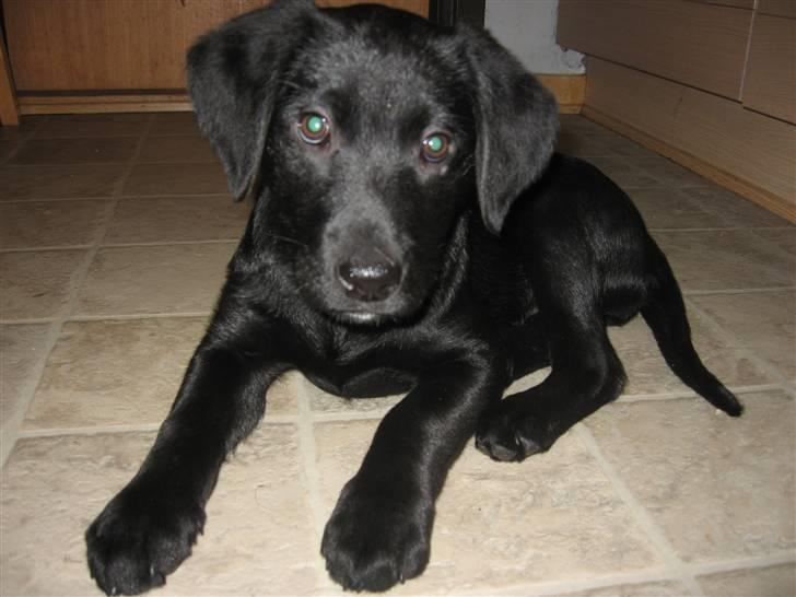 Labrador retriever Sally - Sally lige komme "hjem" 11 uger gammel billede 1