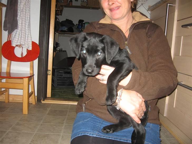 Labrador retriever Sally billede 5