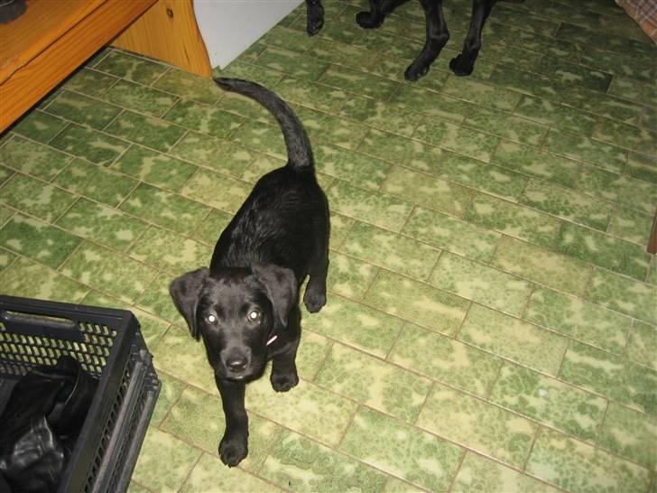 Labrador retriever Sally billede 6