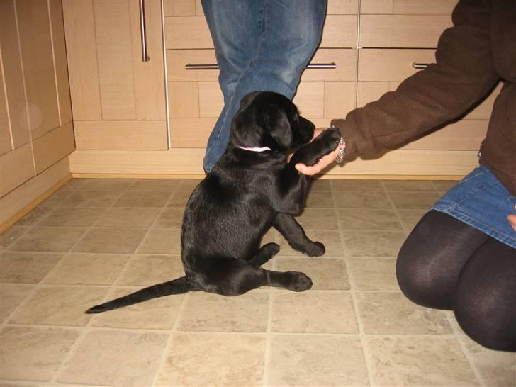 Labrador retriever Sally billede 7