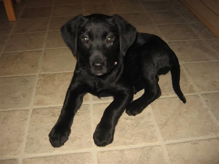 Labrador retriever Sally billede 8