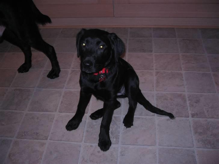 Labrador retriever Sally billede 9