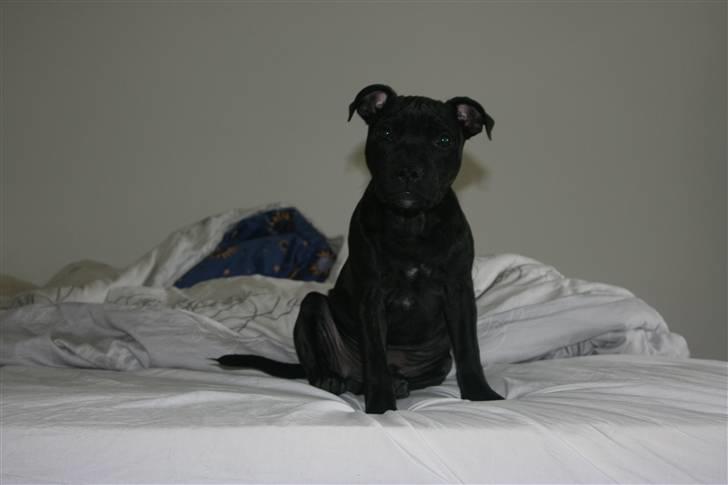 Staffordshire bull terrier Pelle billede 1
