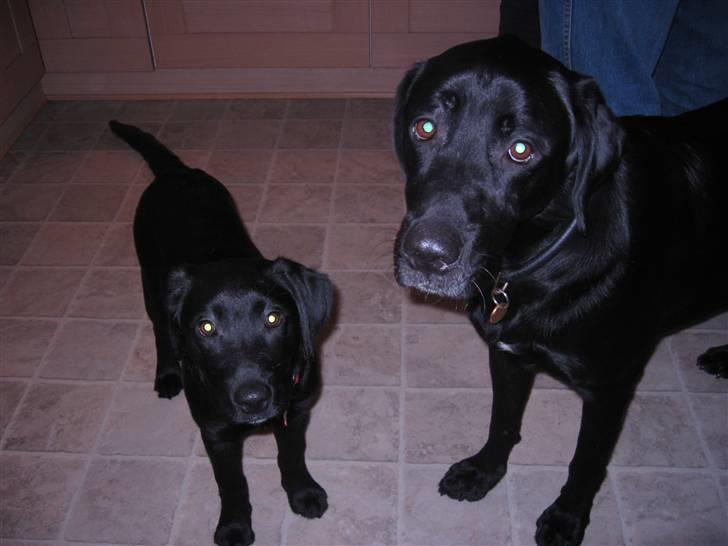 Labrador retriever Sally billede 10