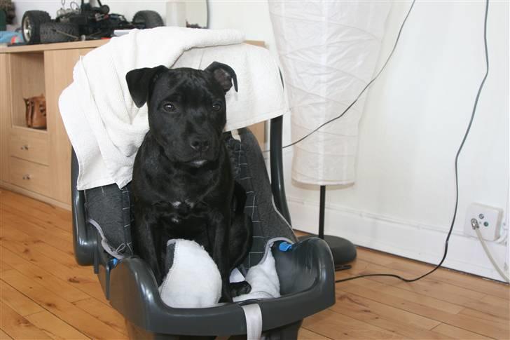 Staffordshire bull terrier Pelle billede 2