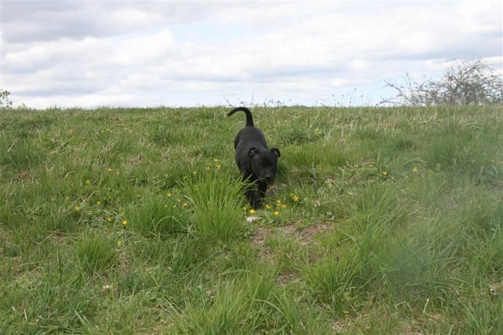 Staffordshire bull terrier Pelle billede 3