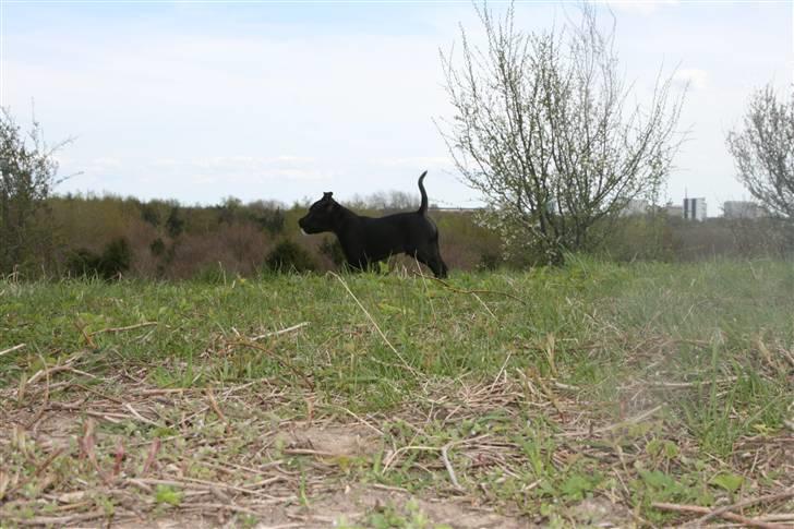 Staffordshire bull terrier Pelle billede 4