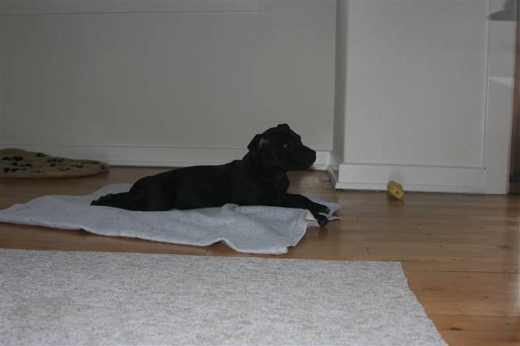 Staffordshire bull terrier Pelle billede 5