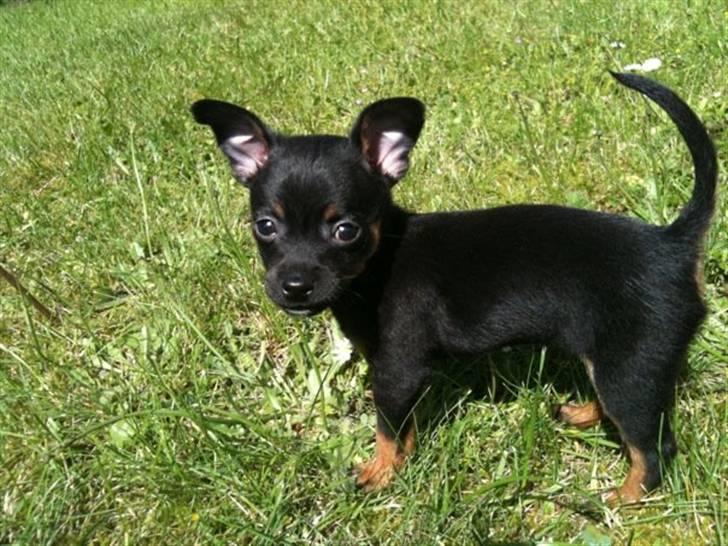 Blanding af racer Lille mand - SAGDE DU NOGET MOAAR ?  billede 9