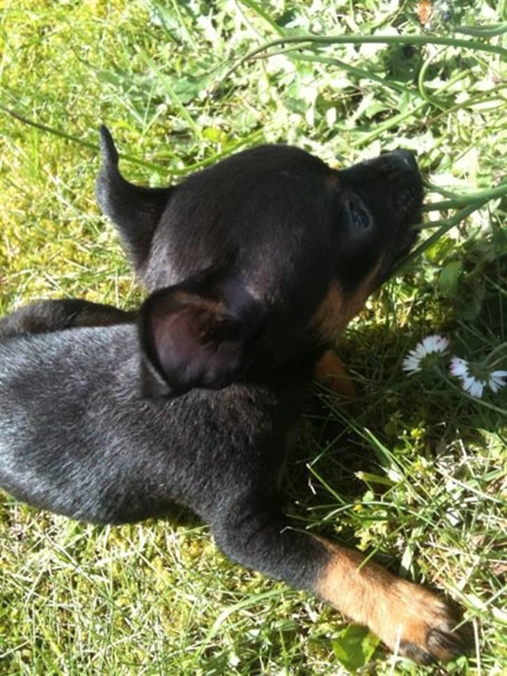 Blanding af racer Lille mand billede 10