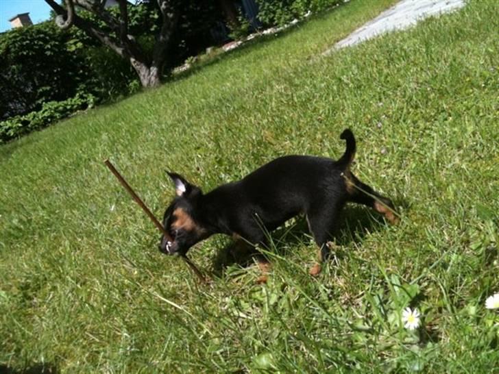 Blanding af racer Lille mand - Amok på en pind billede 11