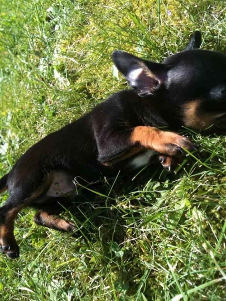 Blanding af racer Lille mand - mmmh græset smager bare såååh godt :) billede 12