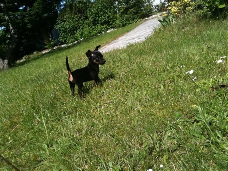 Blanding af racer Lille mand - undersøger lige noget her henne, okay mor ? billede 13