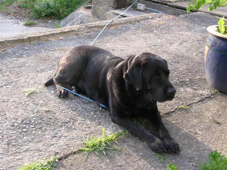 Labrador retriever skipper billede 6