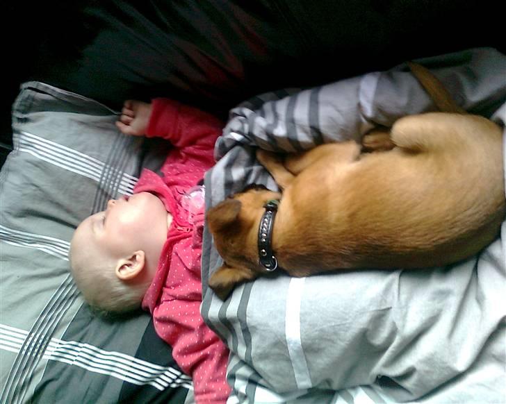 Griffon petit brabancon Zeus - To små der tager sig en velfortjent lur. billede 1