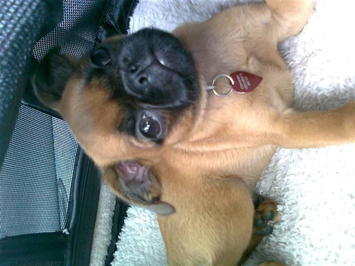 Griffon petit brabancon Zeus - Så charmerende. billede 2