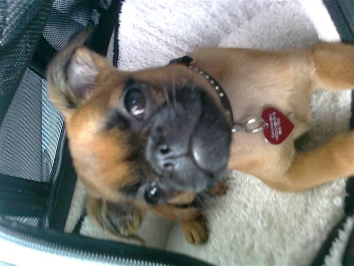 Griffon petit brabancon Zeus - Ligner jeg ikke en der er ude på numre ? billede 3