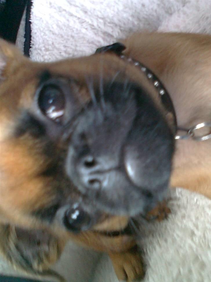 Griffon petit brabancon Zeus - ups for tæt på billede 4