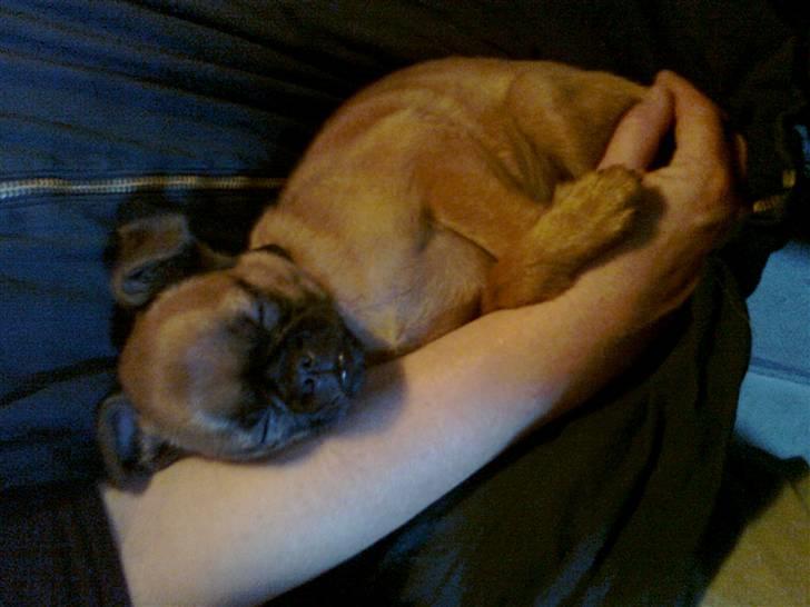 Griffon petit brabancon Zeus - Her har jeg det bedst billede 5