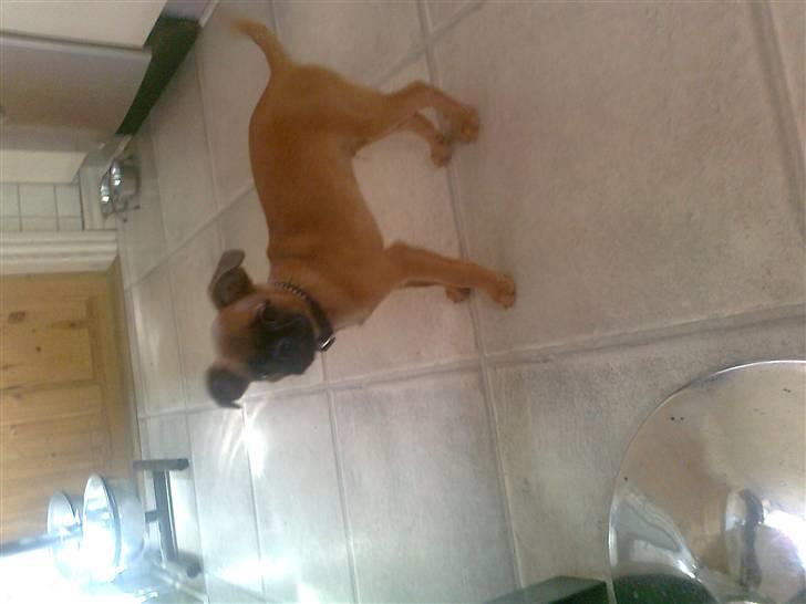 Griffon petit brabancon Zeus billede 6