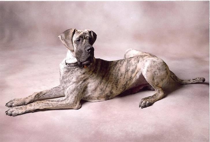 Grand danois Marley (SOLGT) billede 1