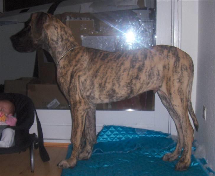 Grand danois Marley (SOLGT) billede 2