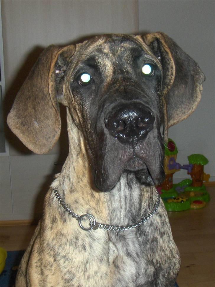 Grand danois Marley (SOLGT) billede 3