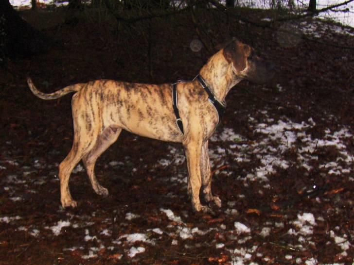 Grand danois Marley (SOLGT) billede 4