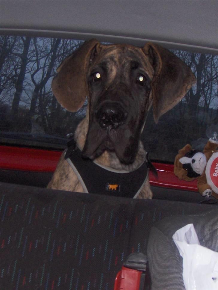 Grand danois Marley (SOLGT) billede 5