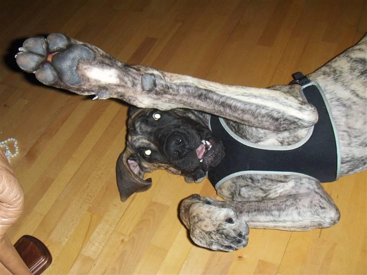 Grand danois Marley (SOLGT) billede 6