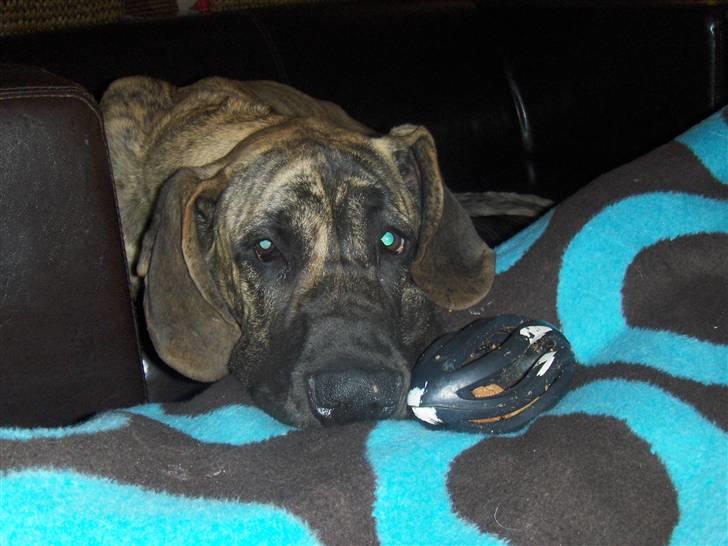 Grand danois Marley (SOLGT) billede 7