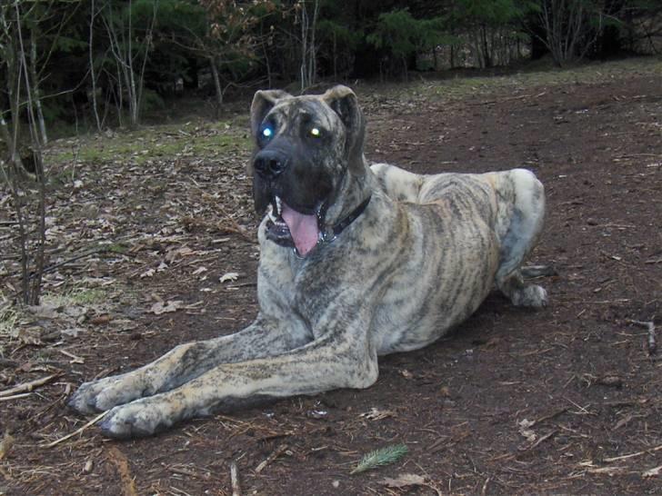 Grand danois Marley (SOLGT) billede 8