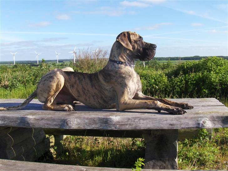 Grand danois Marley (SOLGT) billede 9