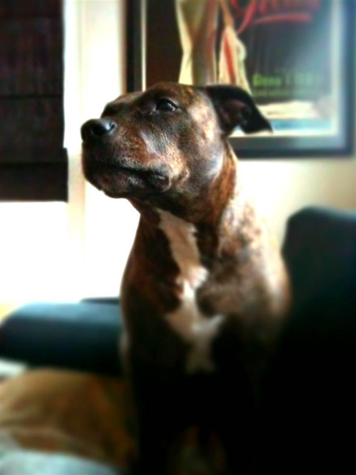 Amerikansk staffordshire terrier Zulu aka. Pølse (himmelhund) billede 12