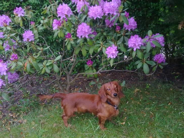 Dværggravhund Balder billede 9