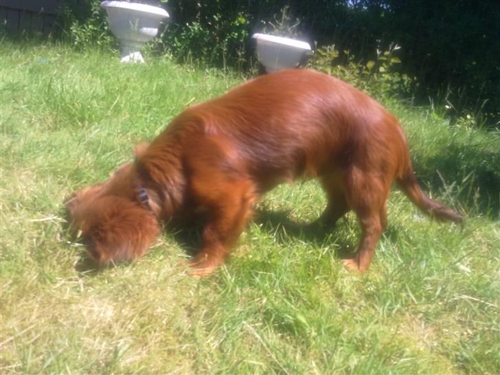 Dværggravhund Balder - Har fundet et hul i haven hvor snuden lige passer i  :) billede 10